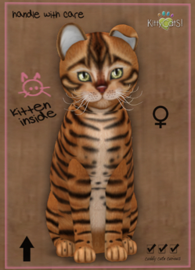 9T KittyCatS Box - Toyger - Caramel (female)