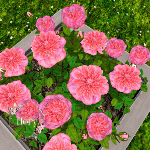 flory. - Pink Roses Planter 2025