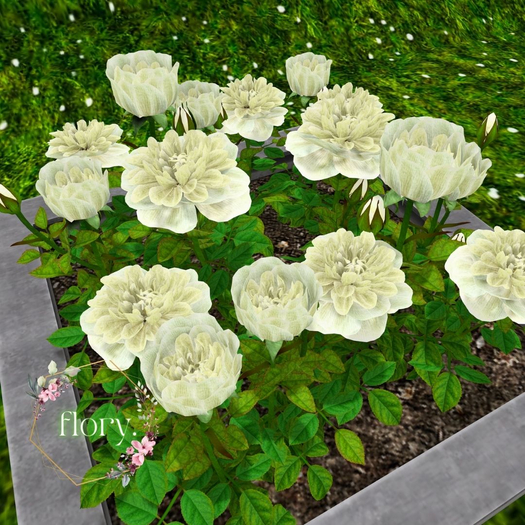 flory. - White Roses Planter 2025