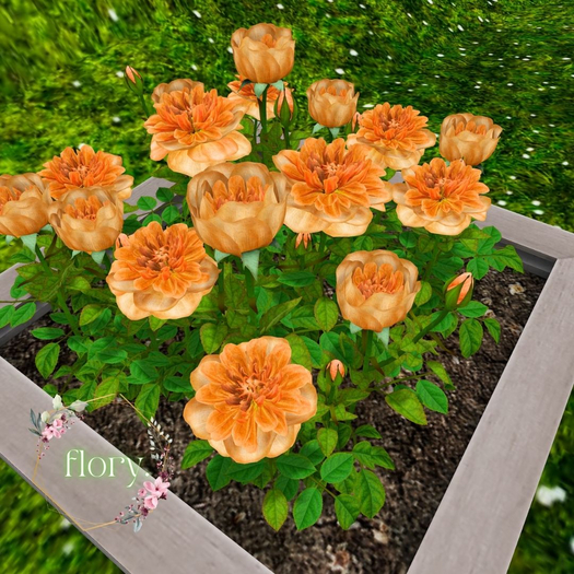 flory. - Peach Roses Planter 2025