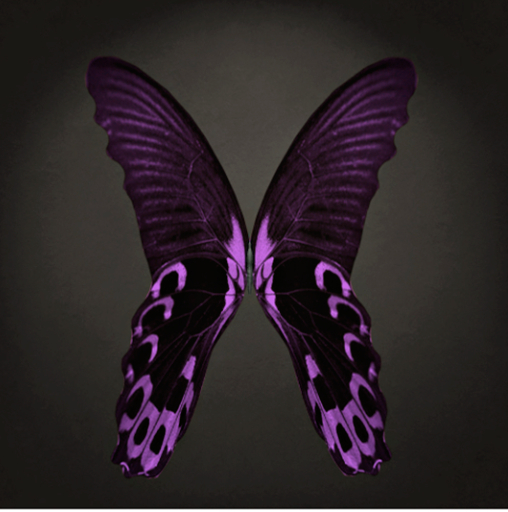 {Papillon} Fe/Sma/Nor/Fey/Butterfly/Eternal/FaithfulC Cocoon