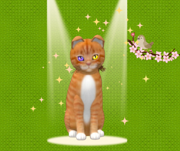 9T M Kittycats Box European Shorthair - Ginger Snap Festive Odyssey
