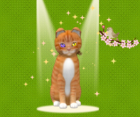 9T M Kittycats Box European Shorthair - Ginger Snap Festive Odyssey