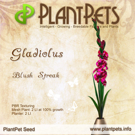 PlantPet Seed [Gladiolus *Blush Streak*] RARE