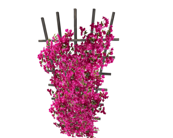Bougainvillea on Lattice