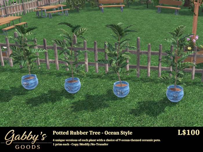 Rubber Tree in Ocean Themed Pot