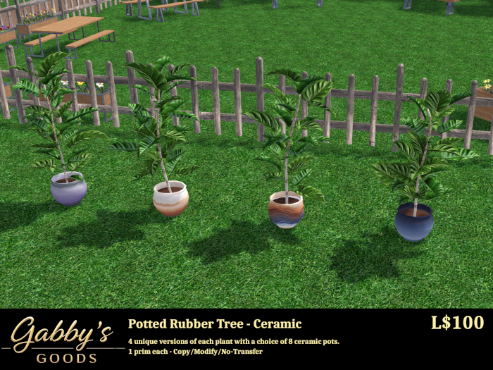 Rubber Tree in Ceramic Pot