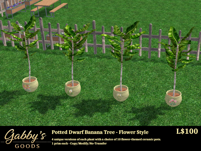 Dwarf Banana Tree in Flower Themed Pot