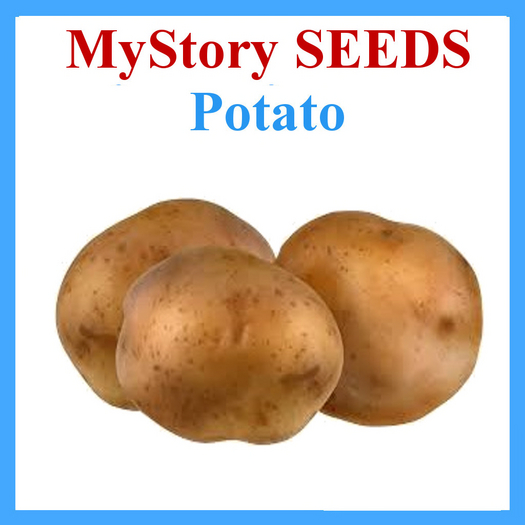 MyStory Seeds (Potato) x 250