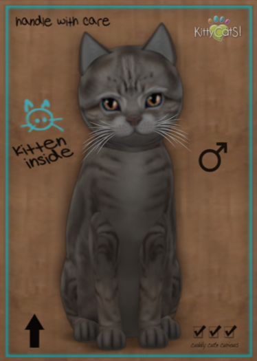 KittyCatS American Shorthair - Blue Tabby