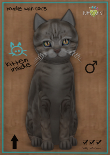 KittyCatS American Shorthair - Blue Tabby