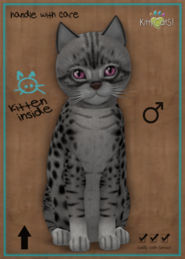 Kitty CatS Ocicat - Ebony Silver