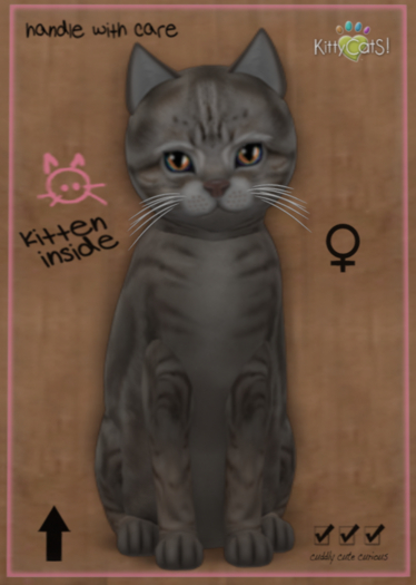 Kitty CatS American Shorthair - Blue Tabby