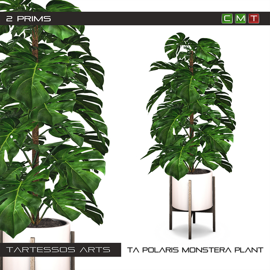 ::TA Polaris Monstera Plant