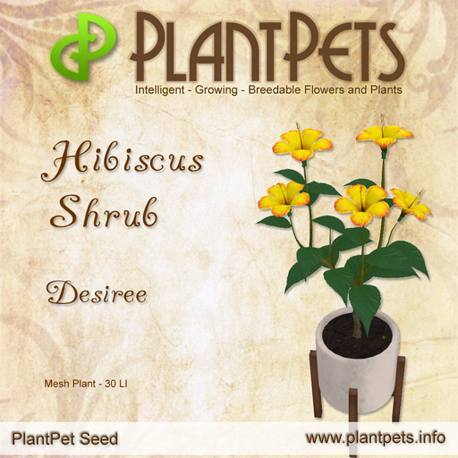 PlantPet Hibiscus Shrub *Desiree*