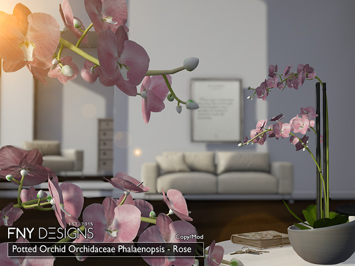 :FNY: Designs - Potted Orchid ROSE