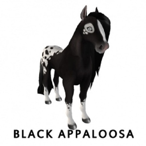 Black Appaloosa F