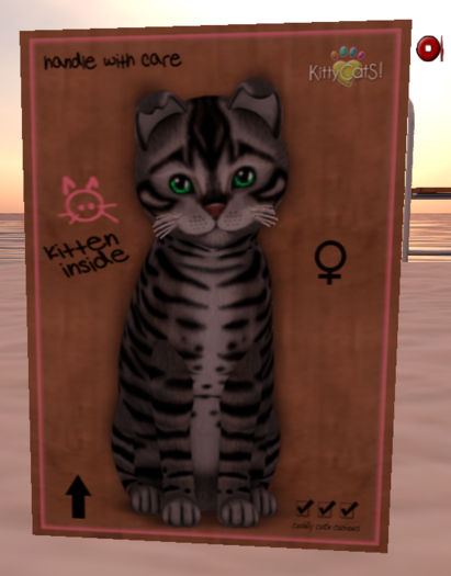 KittyCatS Box - New Born Kitten