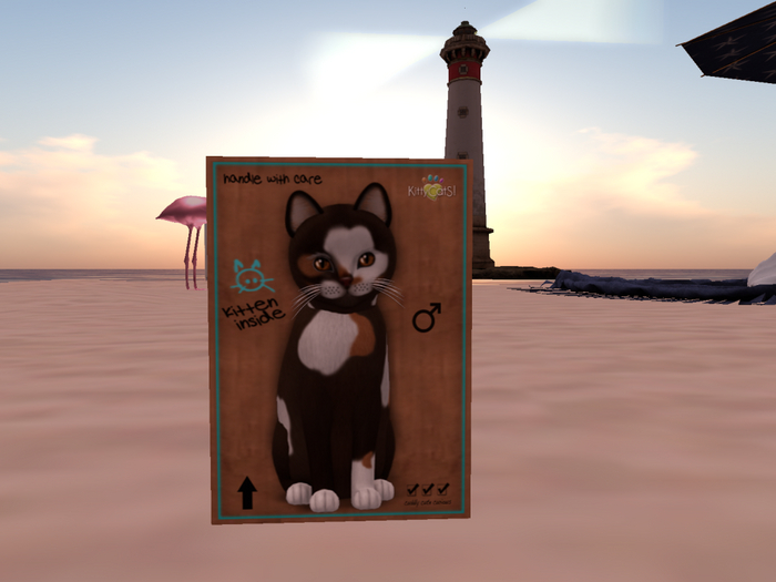 KittyCatS Box - New Born Kitten 25