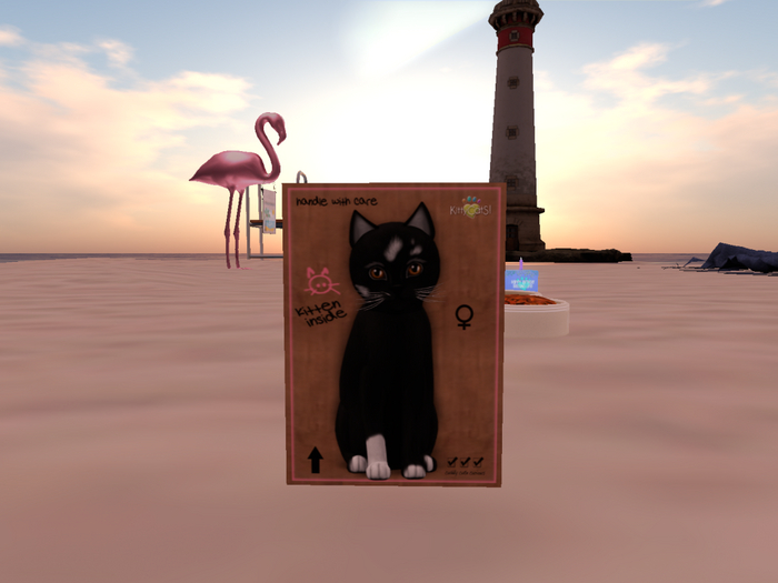 KittyCatS Box - New Born Kitten 3