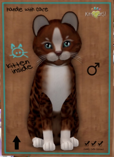 KittyCatS Box - New Born Kitten   999