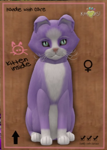 KittyCatS Box - New Born Kitten  997