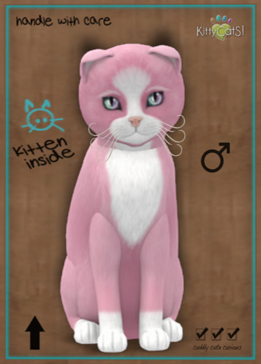 KittyCatS Box - 9T Chateau Cat - Pink & White No. 1 (male)