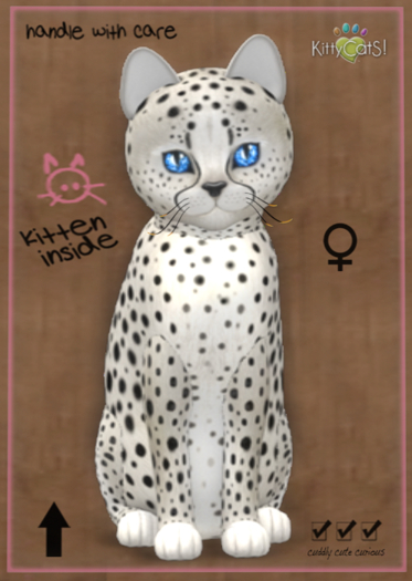 KittyCatS Box - Cheetah! - Maltese Black Chinchilla (female)