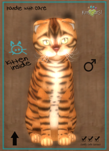 KittyCatS Box - 9T Toyger - Caramel (male) 