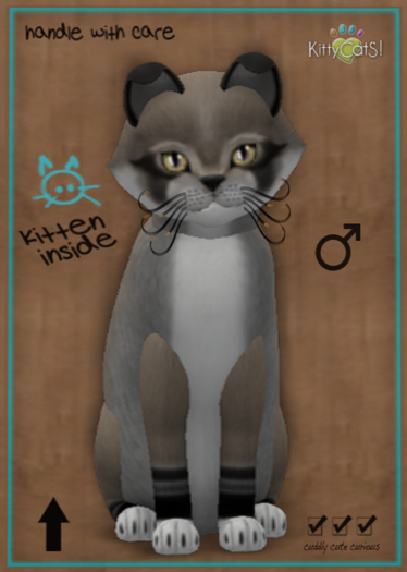 KittyCatS Box - 9T Foxie - Dusty Slate (male)