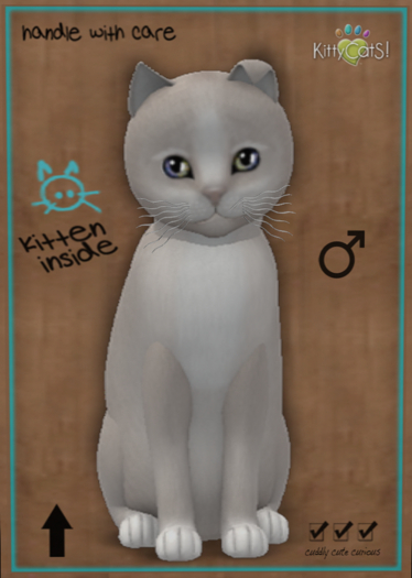 KittyCatS Box - Genesis - Pearl II (male)
