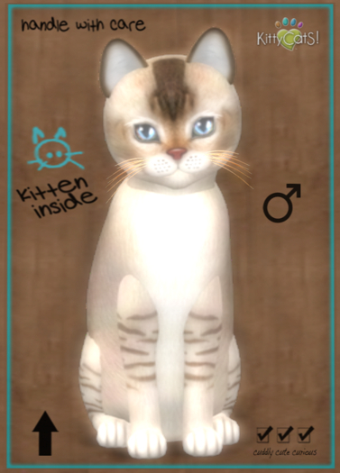 KittyCatS Box - Burmilla - Chocolate Silver Shaded (male)