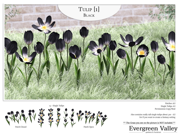 Tulip [1] Black