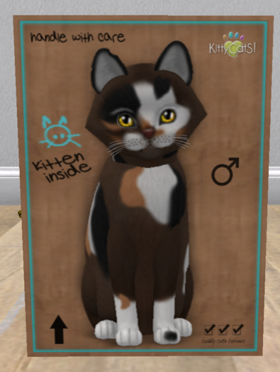 KittyCatS Box - New Born Kitten