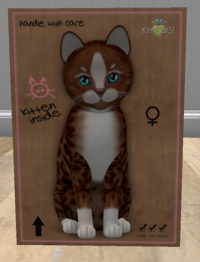KittyCatS Box - New Born Kitten