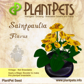 PlantPet Seed [Saintpaulia *Flavus*]