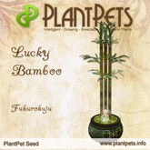 PlantPet Seed [Lucky Bamboo *Fukurokuju*]