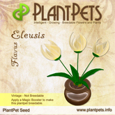 PlantPet Seed [Eleusis *Flavus*]
