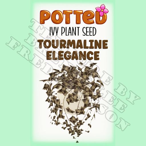 Potted: Ivy Plant Seed: Tourmaline Elegance (ACTUAL PLANT SEED)