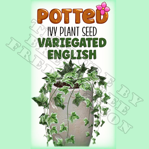Potted: Ivy Plant Seed: Variegated English (ACTUAL PLANT SEED) - Retired!