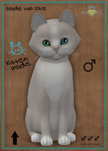 KittyCatS Box - Genesis - Pearl II  (male)
