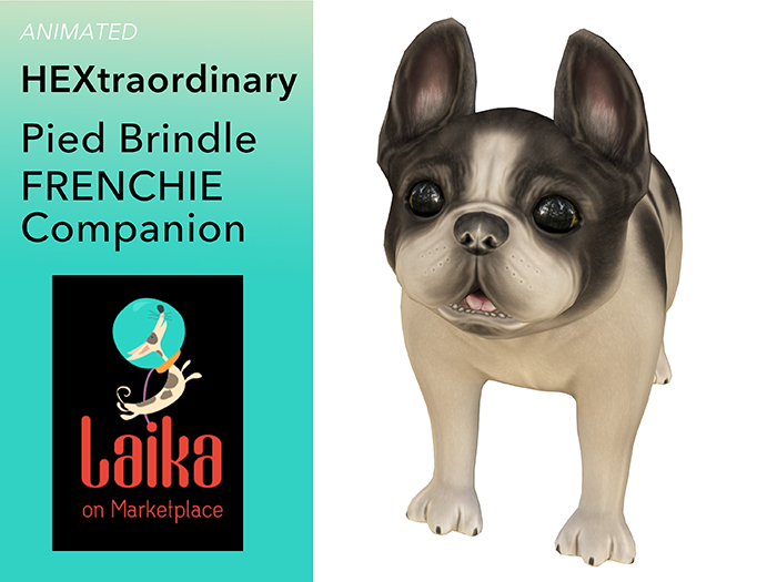 5. *HEXtraordinary* Pied Brindle Frenchie Companion