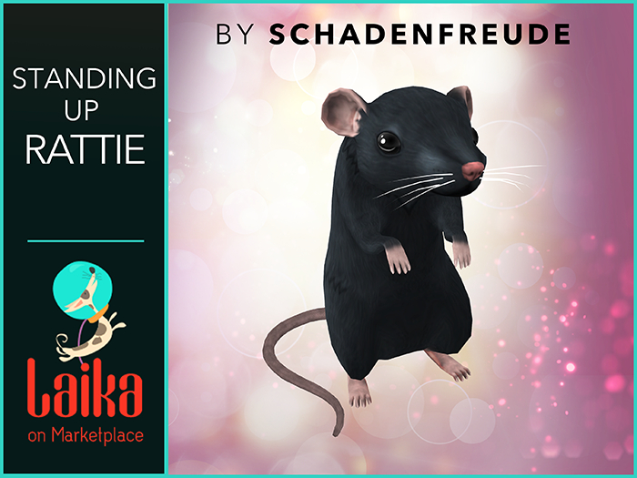 Schadenfreude Standing Up Rattie