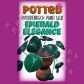 Potted: Philodendron Plant Seed: Emerald Elegance (ACTUAL PLANT SEED) - Retired!