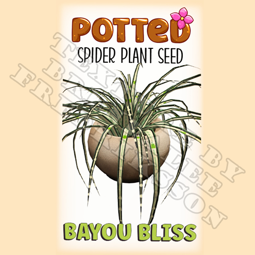 Potted: Spider Plant Seed: Bayou Bliss (ACTUAL PLANT SEED) - Retired!