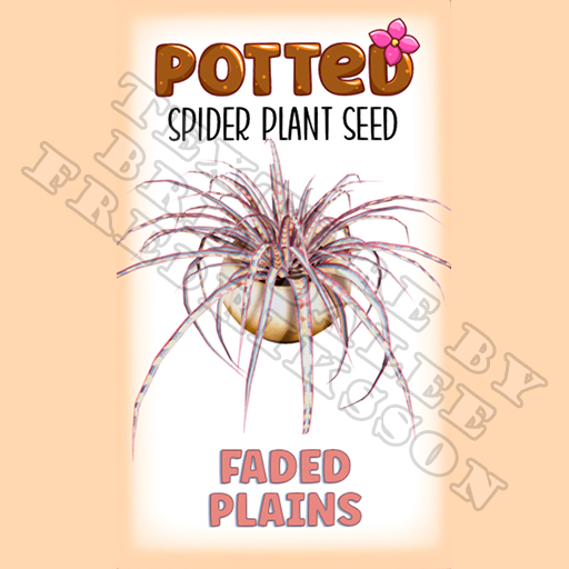 Potted: Spider Plant Seed: Faded Plains (ACTUAL PLANT SEED) - Retired!