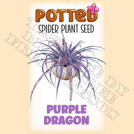 Potted: Spider Plant Seed: Purple Dragon (ACTUAL PLANT SEED) - Retired!