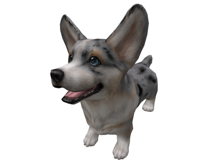 JIAN Cuddly Corgis 6. Blu Merle Wanderer BOX