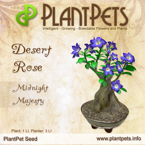 PlantPet Seed [Desert Rose *Midnight Majesty*]