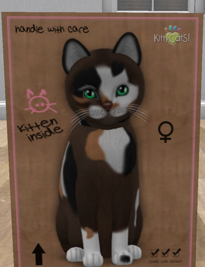 KittyCatS Box - New Born Kitten